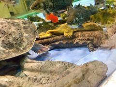 -旺顺阁海鲜广场(亚运村店)