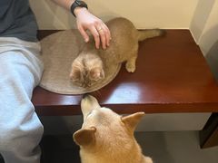 -瑞鹏宠物医院·骨科·猫科·内科(第一中心)