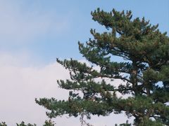 -柱状节理带