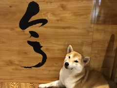 -柴务处·柴犬主题狗咖