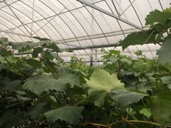 -马陆小张葡萄园农家乐