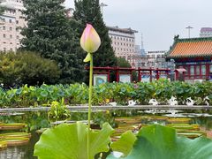 -莲花池公园