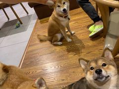 -柴务处·柴犬主题狗咖