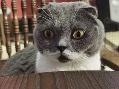 -猫色咖啡·猫咖