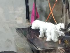 -PETKIT小佩宠物(昭化店)