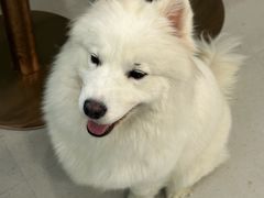 -安格丽娜·狗咖·猫咖羊驼咖(春熙路百盛商场店)
