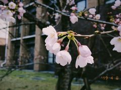 -武汉大学-樱园