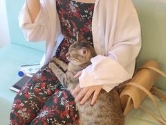 -猫在这儿猫咪咖啡馆·撸猫馆