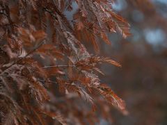 -白鹭湾湿地公园