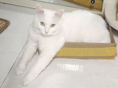 -北京观赏动物医院·24小时大型综合·猫专科·异宠专科