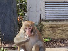 -贵州森林野生动物园