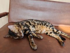 -MOCHA明星猫咖(田子坊店)