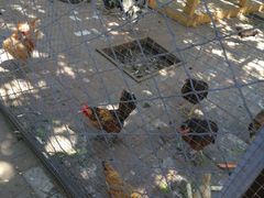 -长白岛森林公园