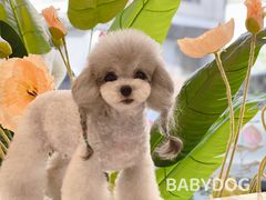 -BABYDOG宝贝狗宠物乐园(欧洲城店)
