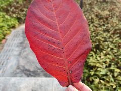 -中山市树木园