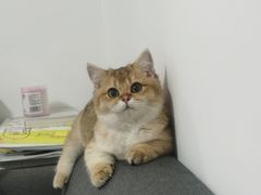-猫大福·Fortune Cat猫舍(百子湾店)