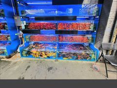 -青石桥花鸟鱼虫市场(叠翠城店)