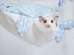 -博特宠物医院24h犬猫全科.骨科·异宠