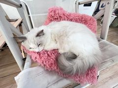 -李小姐の猫咖啡馆(五角场店)