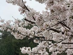 -绵阳盛世樱花悠乐谷