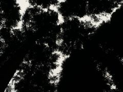 -武陵山森林公园