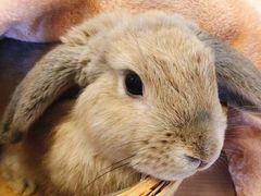 -猫猫幼稚园·撸猫·桌游·电玩
