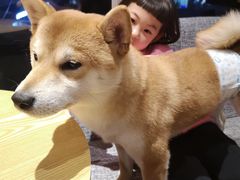 -南京Hallo宠物乐园·哈罗犬舍·柴犬繁育基地