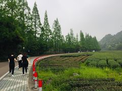 -西湖风景区十里琅珰-五云山