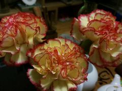 -沪花拾者(好再来花卉鲜花店)