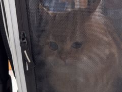 -艾贝尔宠物医院·24H转诊中心·肿瘤猫专科(江宁双龙店)