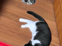 -乖乖宠物医院·猫科·骨科·24小时(云岗分院)