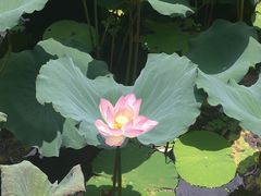 -荔湾湖公园