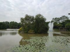 -大湾区中央湿地公园