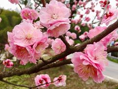 -石塘人家