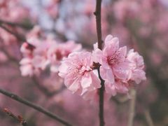 -秀丽东方
