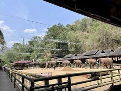 -野象谷景区
