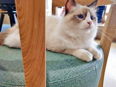 -藏猫猫咖啡主题馆(中央大道店)