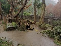 -都江堰中华大熊猫苑