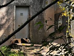 -中国大熊猫保护研究中心雅安碧峰峡基地