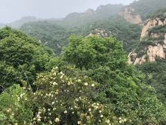 -大岭沟猕猴桃谷风景区