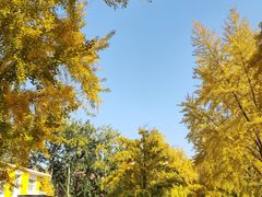 -三里屯东五街银杏大道