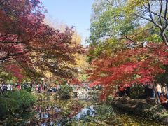 -秋霞圃