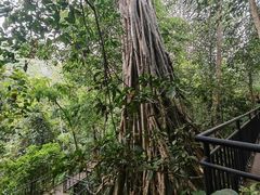 -中国科学院西双版纳热带植物园