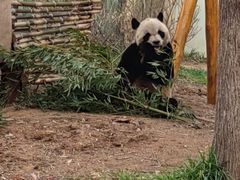 -青岛动物园