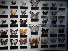 -上海昆虫博物馆