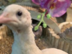 -藦茜花园宠物主题亲子互动体验馆(国顺东路店)