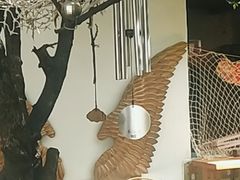 -喵屿·大理花园猫咖