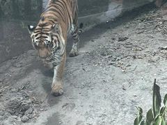 -成都动物园