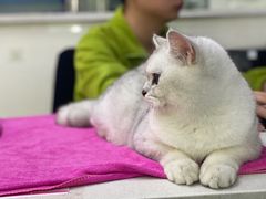 -lincat·猫舍(广州店)