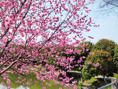 -南汇桃花村